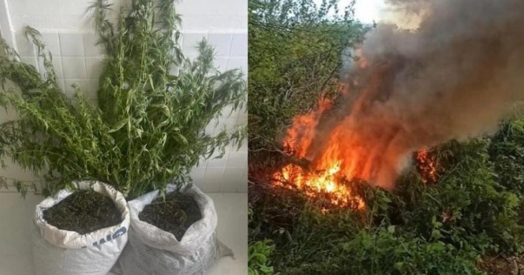 Políciais da 1°CIPM erradica plantio de maconha na zona rural de Belém do São Francisco