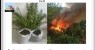 Polícia Militar erradica cerca de 3 mil pés de maconha na zona rural de Belém do São Francisco