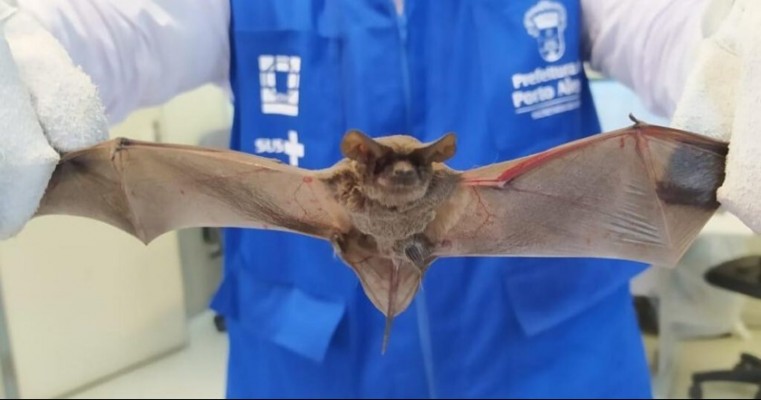 Alerta: Caso de raiva em morcego é confirmado em Salgueiro