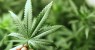 Polícia erradica plantação de 8.500 pés de maconha em Belém do São Francisco, no Sertão de PE
