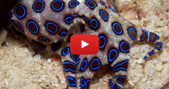Polvo mais mortal do oceano é capaz de matar mais de 20 pessoas de uma só vez