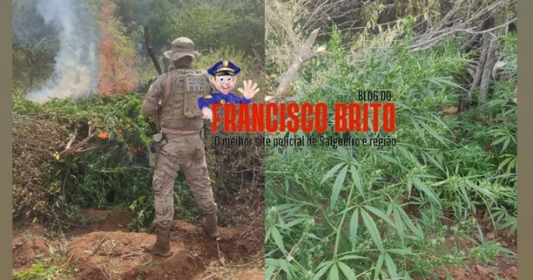 BEPI e Polícia Federal erradica roças de maconha em Carnaubeira da Penha no Sertão de PE