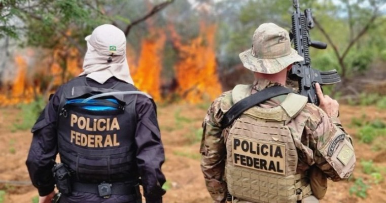 PF deflagra a Operação Polígono III e erradica 214 mil pés de maconha no Sertão de Pernambuco 