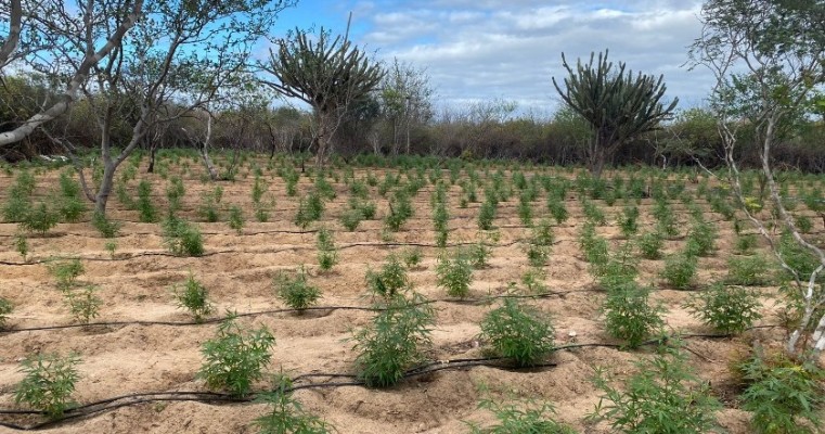 Polícia Civil erradica roça de maconha com 10 mil pés na zona rural de Ouricuri no Sertão de PE