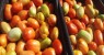Governo de Pernambuco vai conceder isenção de ICMS para produtores de tomate