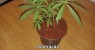 Polícia apreende planta de maconha que era cultivada em um vaso em Araripina - PE