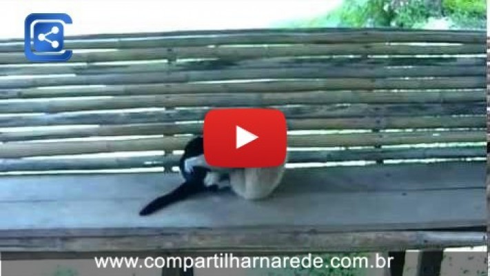 Macaco Vs Gato - Muay Thai