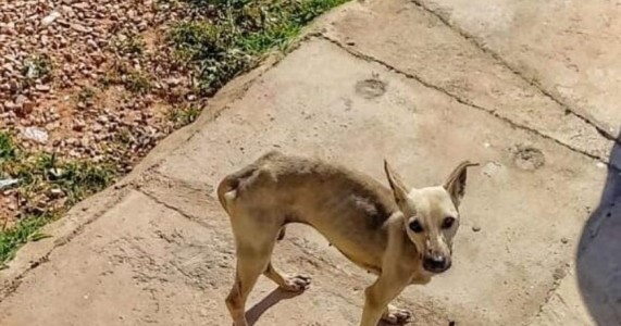 TLSA Transnordestina em Salgueiro proíbe funcionários de alimentar cachorros abandonados e revolta população