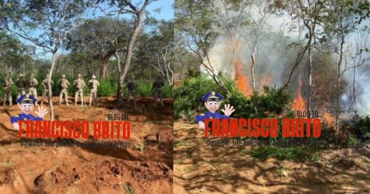 BEPI erradica mais uma roça de maconha na zona rural de Floresta no Sertão de PE