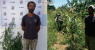 Homem é preso pelo cultivo de 700 pés de maconha em Cabrobó, no Sertão de PE