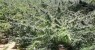Mais uma plantação de maconha é encontrada no Sertão do Araripe