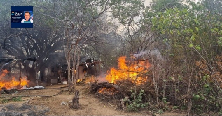 3ºBPM erradica e incinera pés de maconha em Sertânia-PE