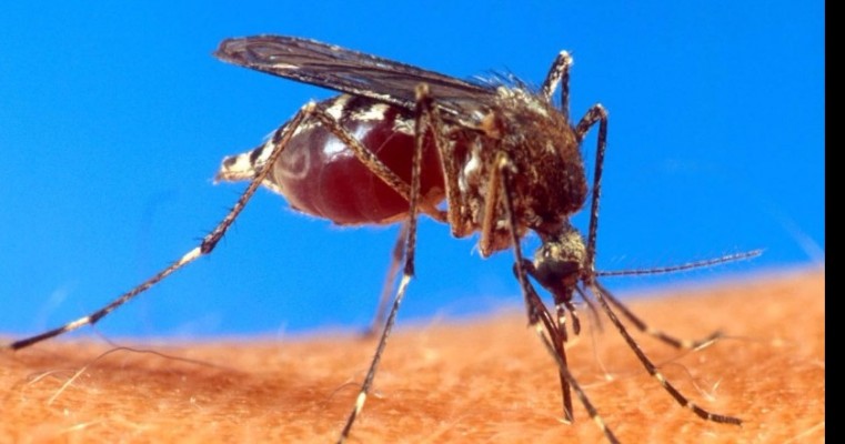 Salgueiro se une para combater o Mosquito Aedes Aegypti. 