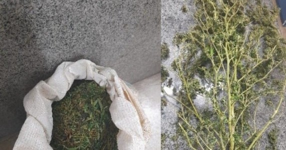 Mais um roçado de maconha erradicado em Carnaubeira da Penha