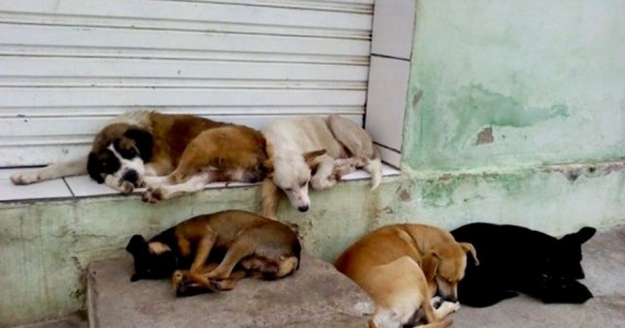 Programa de cuidado animal oferece castração gratuita de gatos e cães machos em Salgueiro