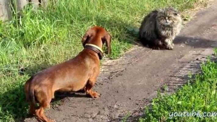 Gato faz sucesso ao encarar cão