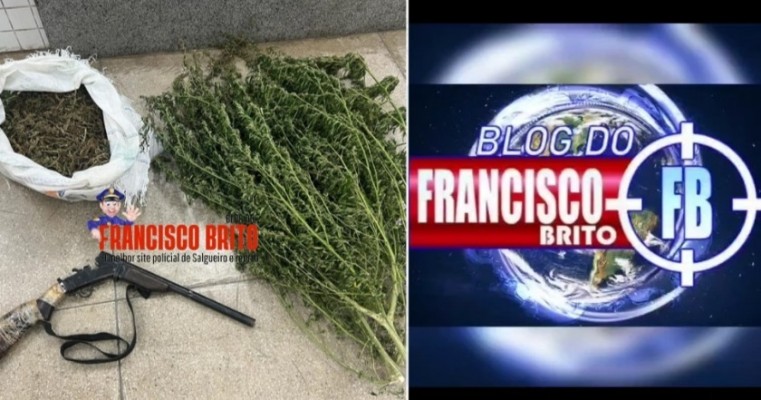 Polícia Militar erradica roça de maconha e prende indivíduo com arma e mais de 4 Kg da droga em Belém do São Francisco.