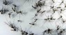 Alerta para risco de nova epidemia de dengue, zika e chicungunha em PE