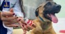 Cedro-PE vai iniciar Campanha de Vacinação Antirrábica para Cães e Gatos