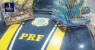 PRF apreende aves e 59 cartuchos de espingarda calibre 12 em abordagem a caminhonete em Serra Talhada