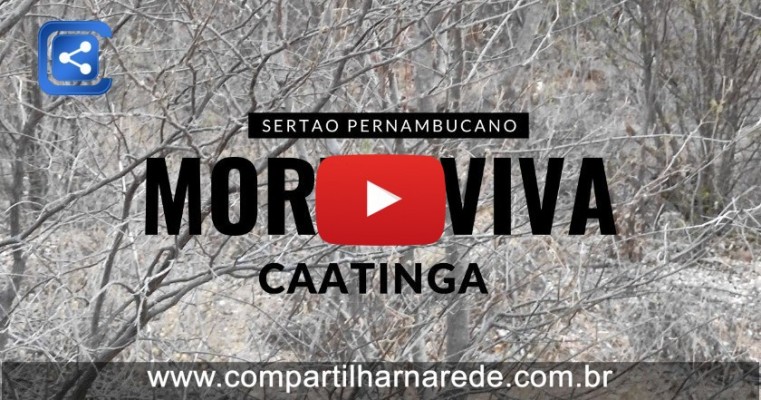 Os Segredos da Caatinga Morta Viva no Sertão Pernambucano
