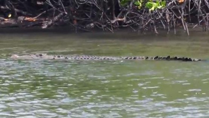 Pescadores têm barco seguido por crocodilo gigante por 2 km