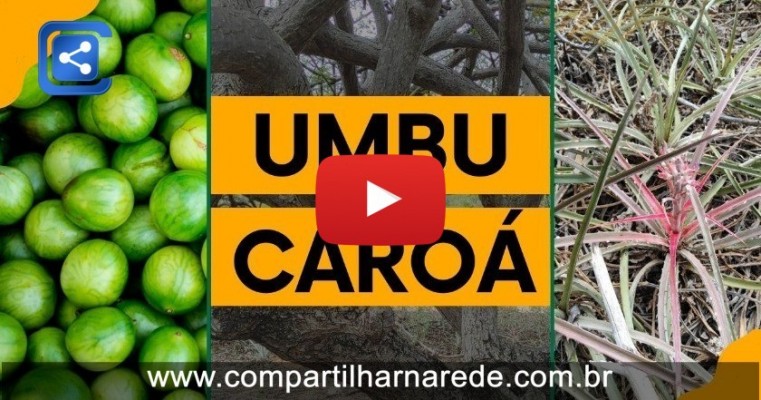 A beleza do Sertão Pernambucano: descubra as maravilhas do umbuzeiro e do caroá