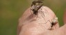 Ceará tem nove mortes por febre chikungunya em uma semana