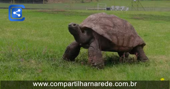 Tartaruga gigante a mais velha do mundo completa 191 anos