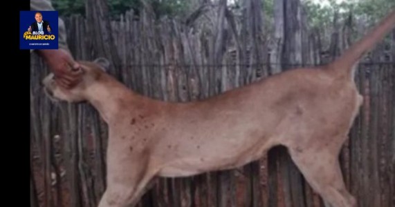 Onça morta exposta em redes sociais seria da mesma espécie que atacou mulher em Carnaubeira