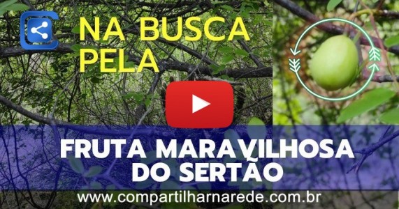 NA BUSCA PELA FRUTA MARAVILHOSA DO SERTÃO