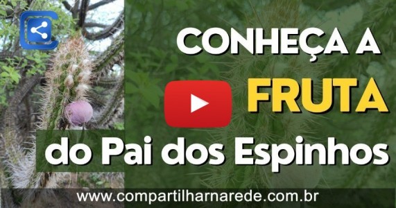 CONHEÇA A FRUTA DO PAI DOS ESPINHOS NO SERTÃO NORDESTINO