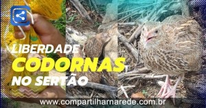 VEJA QUAL FOI A REAÇÃO DAS CODORNAS COM A LIBERDADE NO SERTÃO