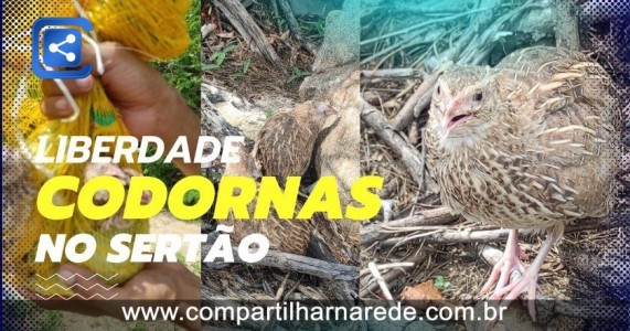 VEJA QUAL FOI A REAÇÃO DAS CODORNAS COM A LIBERDADE NO SERTÃO