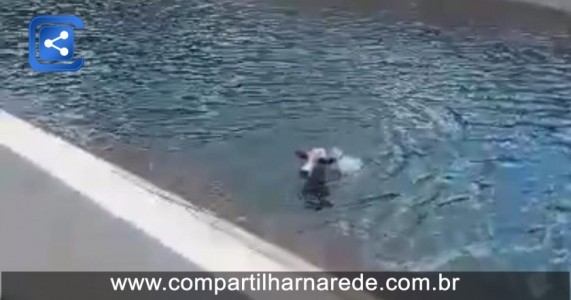 Moradores Clamam por Proteção ao Longo do Canal da Transposição para Evitar Tragédias com Animais