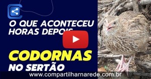 O QUE SERÁ QUE ACONTECEU COM AS CODORNAS HORAS DEPOIS DA LIBERDADE