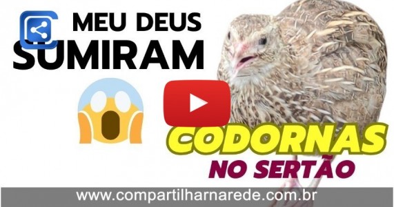 O QUE ACONTECEU COM AS CODORNAS? A Jornada das Codornas: Uma Experiência de Aventura e Incerteza