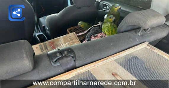 Video: PRF resgata 85 aves silvestres em carro roubado no Sertão de PE