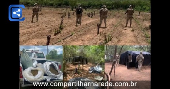 POLÍCIA INCINERA PLANTIO DE MACONHA NO SERTÃO DE PE