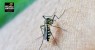 Brasil ultrapassa 600 mortes por dengue e se aproxima de 2 milhões de casos em 2024