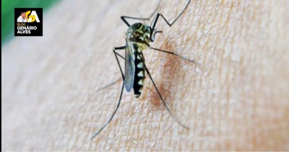 Dengue acelera em Pernambuco, e número de casos chega a ser 473,6% superior ao mesmo período de 2023