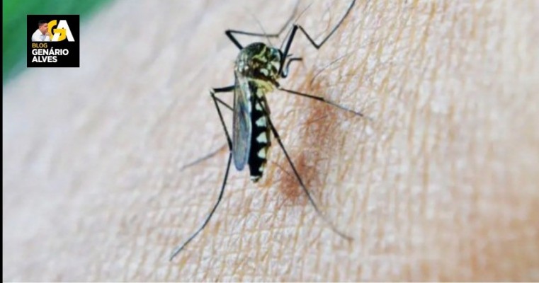 Dengue acelera em Pernambuco, e número de casos chega a ser 473,6% superior ao mesmo período de 2023