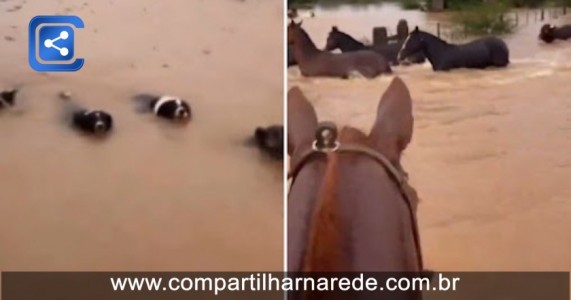 Cachorros ajudam a salvar cavalos de enchentes no RS; Assista