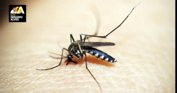 Novo boletim da SES-PE sobre arboviroses aponta 24.978 casos prováveis de dengue EM PE