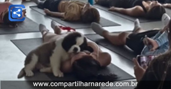 Filhote de cachorro invade aula de yoga e protagoniza momento fofo; Assista