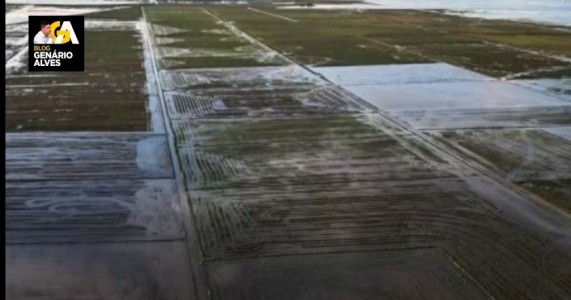 Governo vai subsidiar arroz importado por causa da chuva no RS* por RedaçãoPostado em 14 de maio de 2024