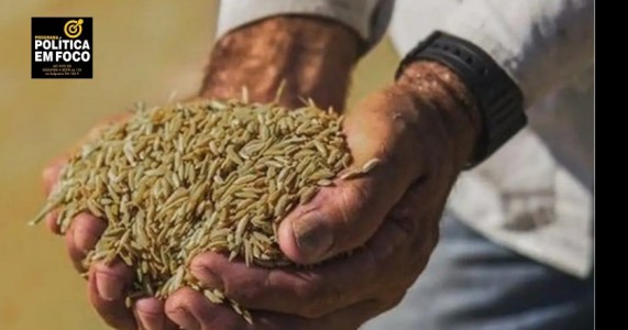 GF  define parâmetros para importação de arroz. Para consumidor, preço final do quilo será de R$ 4
