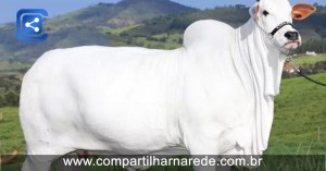 Bezerra da vaca mais cara do mundo vai ser leiloada para ajudar o Rio Grande do Sul