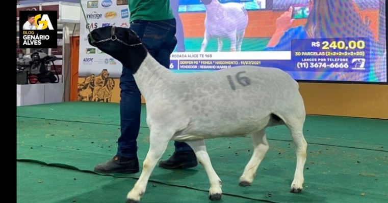 CAPRISHOW 2024 BATE RECORDES DE ANIMAIS, COMERCIALIZAÇÃO E PÚBLICO