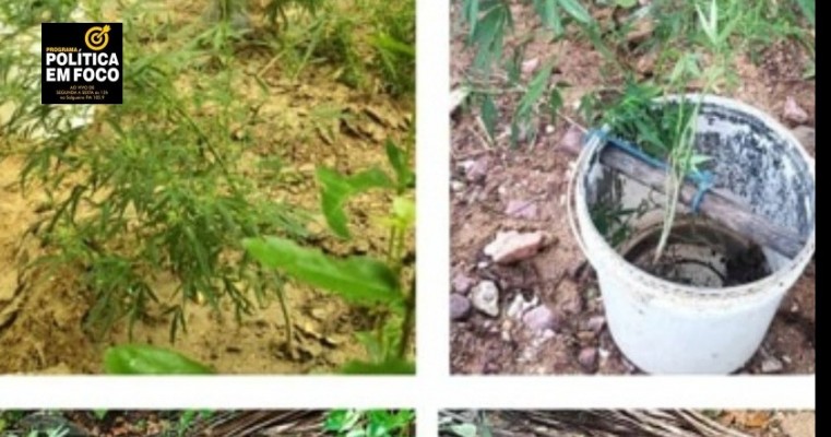 Policiais militares erradicam plantio de maconha na zona rural de Carnaubeira da Penha